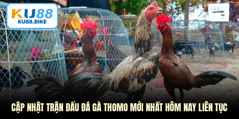 Cập nhật trận đấu đá gà Thomo mới nhất hôm nay liên tục