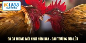 Đá Gà Thomo Mới Nhất Hôm Nay - Đấu Trường Rực Lửa