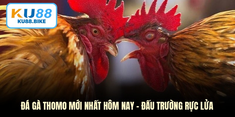 Đá Gà Thomo Mới Nhất Hôm Nay - Đấu Trường Rực Lửa