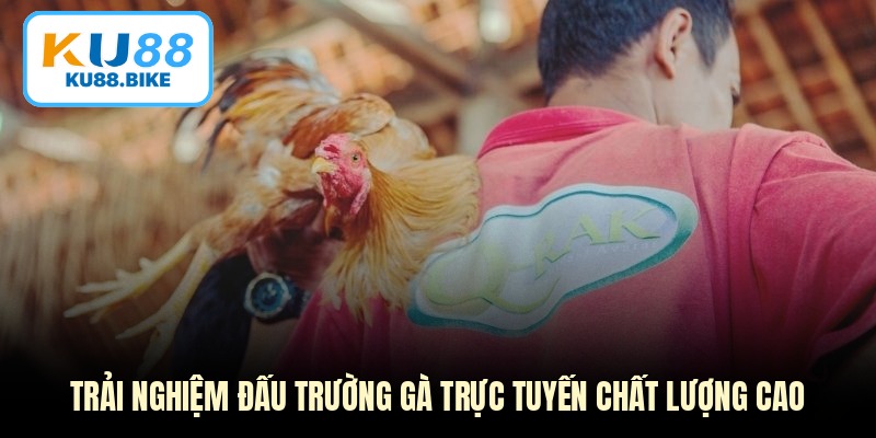 Trải nghiệm đấu trường gà trực tuyến chất lượng cao